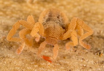 Media type: image; Invertebrate Zoology 143922
